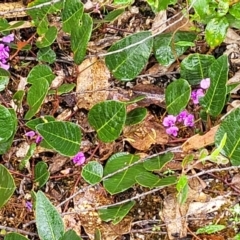 Hardenbergia violacea at Rockton, NSW - 22 Oct 2022 12:19 PM