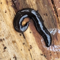 Parakontikia ventrolineata (Stripe-bellied flatworm) at Rockton, NSW - 22 Oct 2022 by trevorpreston