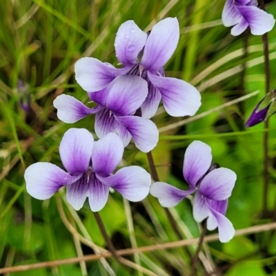 Viola hederacea (Ivy-leaved Violet) at Rockton, NSW - 22 Oct 2022 by trevorpreston