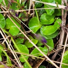 Viola hederacea at Rockton, NSW - 22 Oct 2022