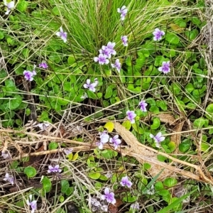Viola hederacea at Rockton, NSW - 22 Oct 2022