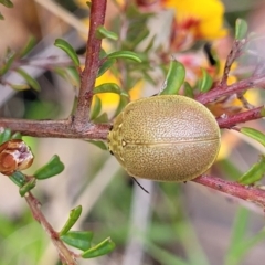 Paropsis atomaria (Eucalyptus leaf beetle) at Rockton, NSW - 22 Oct 2022 by trevorpreston