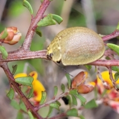 Paropsis atomaria at Rockton, NSW - 22 Oct 2022
