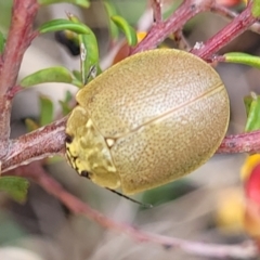 Paropsis atomaria at Rockton, NSW - 22 Oct 2022 12:12 PM