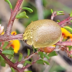 Paropsis atomaria at Rockton, NSW - 22 Oct 2022