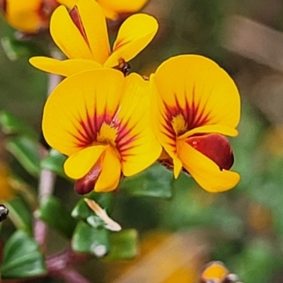 Pultenaea microphylla (Egg and Bacon Pea) at South East Forest National Park - 22 Oct 2022 by trevorpreston