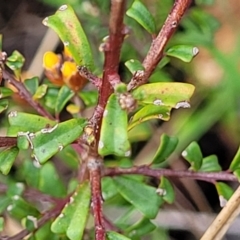 Pultenaea microphylla at Rockton, NSW - 22 Oct 2022