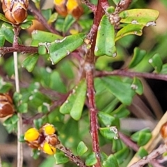 Pultenaea microphylla at Rockton, NSW - 22 Oct 2022