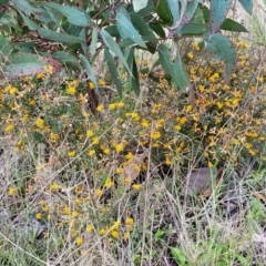 Pultenaea microphylla at Rockton, NSW - 22 Oct 2022 12:11 PM