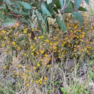 Pultenaea microphylla at Rockton, NSW - 22 Oct 2022