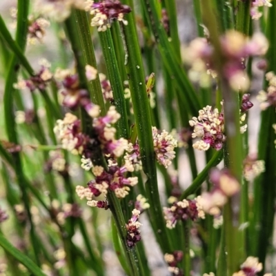 Amperea xiphoclada (Broom Spurge) at Rockton, NSW - 22 Oct 2022 by trevorpreston