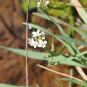 Cardamine sp. at Mount Clear, ACT - 15 Oct 2022