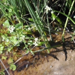 Cardamine sp. at Mount Clear, ACT - 15 Oct 2022