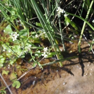 Cardamine sp. at Mount Clear, ACT - 15 Oct 2022