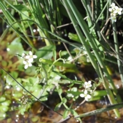 Cardamine sp. at Mount Clear, ACT - 15 Oct 2022