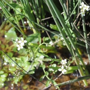 Cardamine sp. at Mount Clear, ACT - 15 Oct 2022