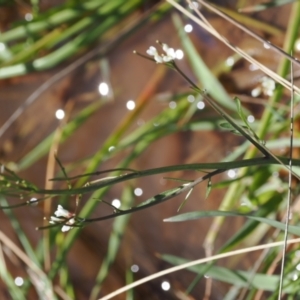 Cardamine sp. at Mount Clear, ACT - 15 Oct 2022