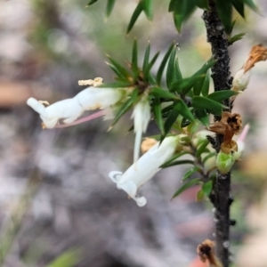 Epacris impressa at Rockton, NSW - 22 Oct 2022