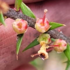 Epacris impressa at Rockton, NSW - 22 Oct 2022