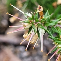 Epacris impressa at Rockton, NSW - 22 Oct 2022