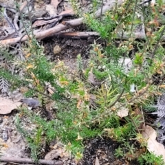 Epacris impressa at Rockton, NSW - 22 Oct 2022 12:08 PM