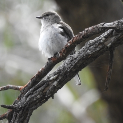 Microeca fascinans (Jacky Winter) at Bungonia National Park - 18 Oct 2022 by GlossyGal