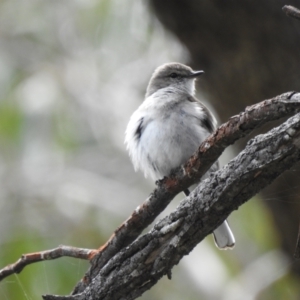 Microeca fascinans at Bungonia, NSW - 18 Oct 2022