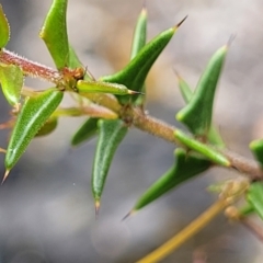 Acacia gunnii (Ploughshare Wattle) at Rockton, NSW - 22 Oct 2022 by trevorpreston