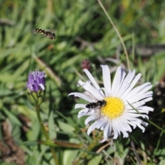 Brachyscome decipiens (Field Daisy) at Mount Clear, ACT - 15 Oct 2022 by RAllen