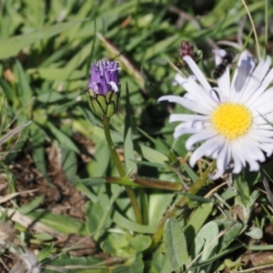 Brachyscome decipiens at Mount Clear, ACT - 15 Oct 2022