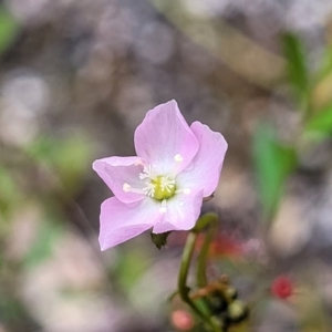 Drosera auriculata at Rockton, NSW - 22 Oct 2022