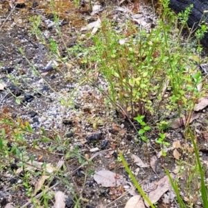 Drosera auriculata at Rockton, NSW - 22 Oct 2022 12:06 PM