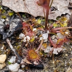 Drosera auriculata at Rockton, NSW - 22 Oct 2022