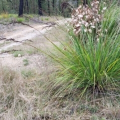 Gahnia sieberiana (Red-fruit Saw-sedge) at South East Forest National Park - 22 Oct 2022 by trevorpreston