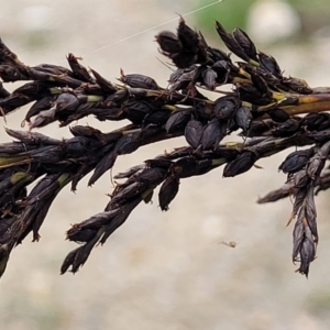 Gahnia sieberiana at Rockton, NSW - suppressed