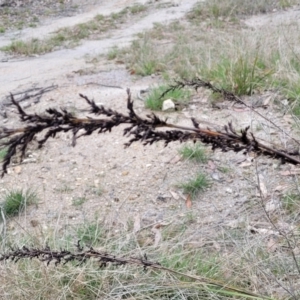 Gahnia sieberiana at Rockton, NSW - suppressed