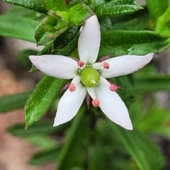 Rhytidosporum procumbens (White Marianth) at Rockton, NSW - 22 Oct 2022 by trevorpreston