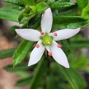 Rhytidosporum procumbens at Rockton, NSW - 22 Oct 2022