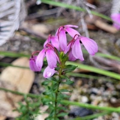 Tetratheca bauerifolia (Heath Pink-bells) at Rockton, NSW - 22 Oct 2022 by trevorpreston