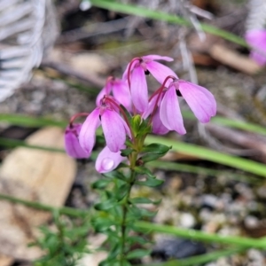 Tetratheca bauerifolia at Rockton, NSW - 22 Oct 2022