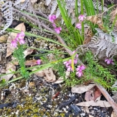 Tetratheca bauerifolia at Rockton, NSW - 22 Oct 2022