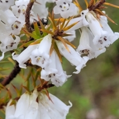 Epacris impressa (Common Heath) at Rockton, NSW - 22 Oct 2022 by trevorpreston