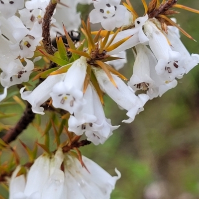 Epacris impressa (Common Heath) at South East Forest National Park - 22 Oct 2022 by trevorpreston