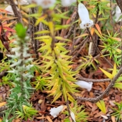 Epacris impressa at Rockton, NSW - 22 Oct 2022