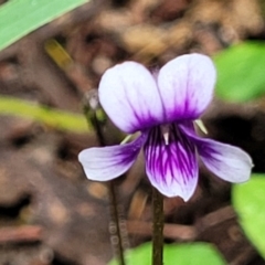 Viola hederacea (Ivy-leaved Violet) at South East Forest National Park - 22 Oct 2022 by trevorpreston