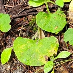 Viola hederacea at Rockton, NSW - 22 Oct 2022