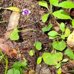 Viola hederacea at Rockton, NSW - 22 Oct 2022