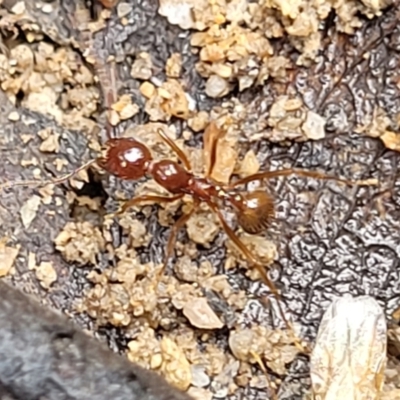 Aphaenogaster longiceps (Funnel ant) at Rockton, NSW - 22 Oct 2022 by trevorpreston