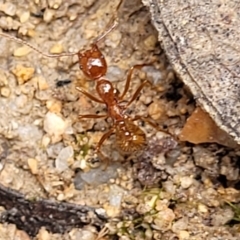 Aphaenogaster longiceps at Rockton, NSW - 22 Oct 2022 11:56 AM