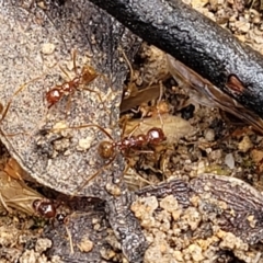 Aphaenogaster longiceps at Rockton, NSW - 22 Oct 2022